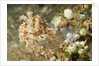 Broadclub Cuttlefish with Tunicates by Anonymous