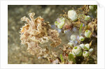 Broadclub Cuttlefish with Tunicates by Anonymous