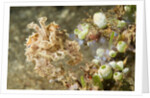 Broadclub Cuttlefish with Tunicates by Anonymous