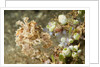Broadclub Cuttlefish with Tunicates by Anonymous