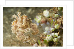 Broadclub Cuttlefish with Tunicates by Anonymous