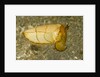 Broadclub Cuttlefish by Anonymous