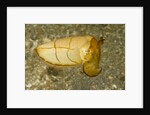 Broadclub Cuttlefish by Anonymous