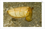 Broadclub Cuttlefish by Anonymous
