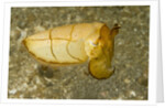 Broadclub Cuttlefish by Anonymous