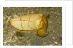 Broadclub Cuttlefish by Anonymous