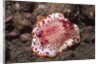 Chromodoris Nudibranch by Anonymous