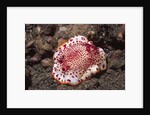 Chromodoris Nudibranch by Anonymous