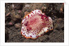 Chromodoris Nudibranch by Anonymous