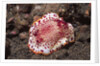 Chromodoris Nudibranch by Anonymous
