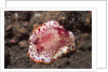 Chromodoris Nudibranch by Anonymous