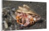 Anemone Hermit Crab by Anonymous