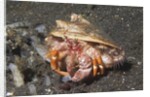 Anemone Hermit Crab by Anonymous