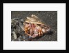 Anemone Hermit Crab by Anonymous