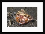Anemone Hermit Crab by Anonymous