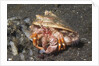 Anemone Hermit Crab by Anonymous