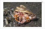 Anemone Hermit Crab by Anonymous