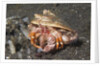 Anemone Hermit Crab by Anonymous