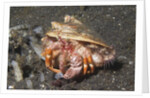 Anemone Hermit Crab by Anonymous