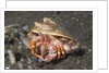 Anemone Hermit Crab by Anonymous