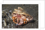 Anemone Hermit Crab by Anonymous