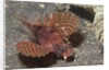 Shortfin Lionfish by Anonymous