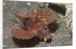 Shortfin Lionfish by Anonymous