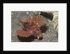 Shortfin Lionfish by Anonymous