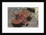 Shortfin Lionfish by Anonymous