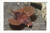 Shortfin Lionfish by Anonymous