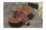 Shortfin Lionfish by Anonymous