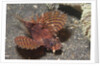 Shortfin Lionfish by Anonymous