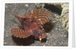 Shortfin Lionfish by Anonymous