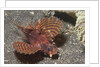 Shortfin Lionfish by Anonymous