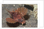 Shortfin Lionfish by Anonymous