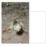 Keel Tail Mantis Shrimp by Anonymous