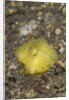 Yellow Boxfish juvenile by Anonymous