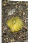 Yellow Boxfish juvenile by Anonymous