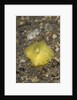 Yellow Boxfish juvenile by Anonymous