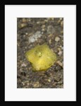 Yellow Boxfish juvenile by Anonymous