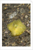 Yellow Boxfish juvenile by Anonymous