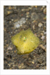 Yellow Boxfish juvenile by Anonymous