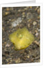 Yellow Boxfish juvenile by Anonymous