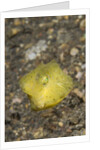 Yellow Boxfish juvenile by Anonymous