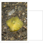 Yellow Boxfish juvenile by Anonymous