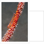 Large Whip Goby on Sea Fan by Anonymous