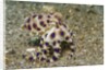 Blue-Ringed Octopus by Anonymous