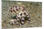 Blue-Ringed Octopus by Anonymous
