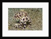 Blue-Ringed Octopus by Anonymous