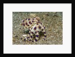 Blue-Ringed Octopus by Anonymous